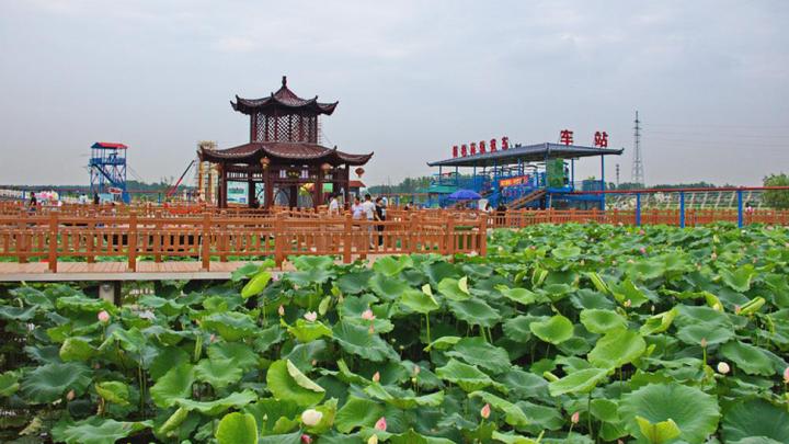 阜南县枫柏岗景区的千亩荷花池:夏季赏花胜地