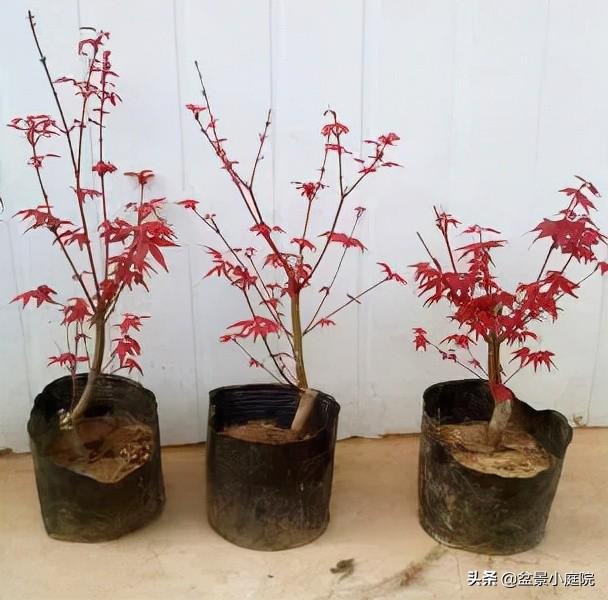 日本红枫浇水图片