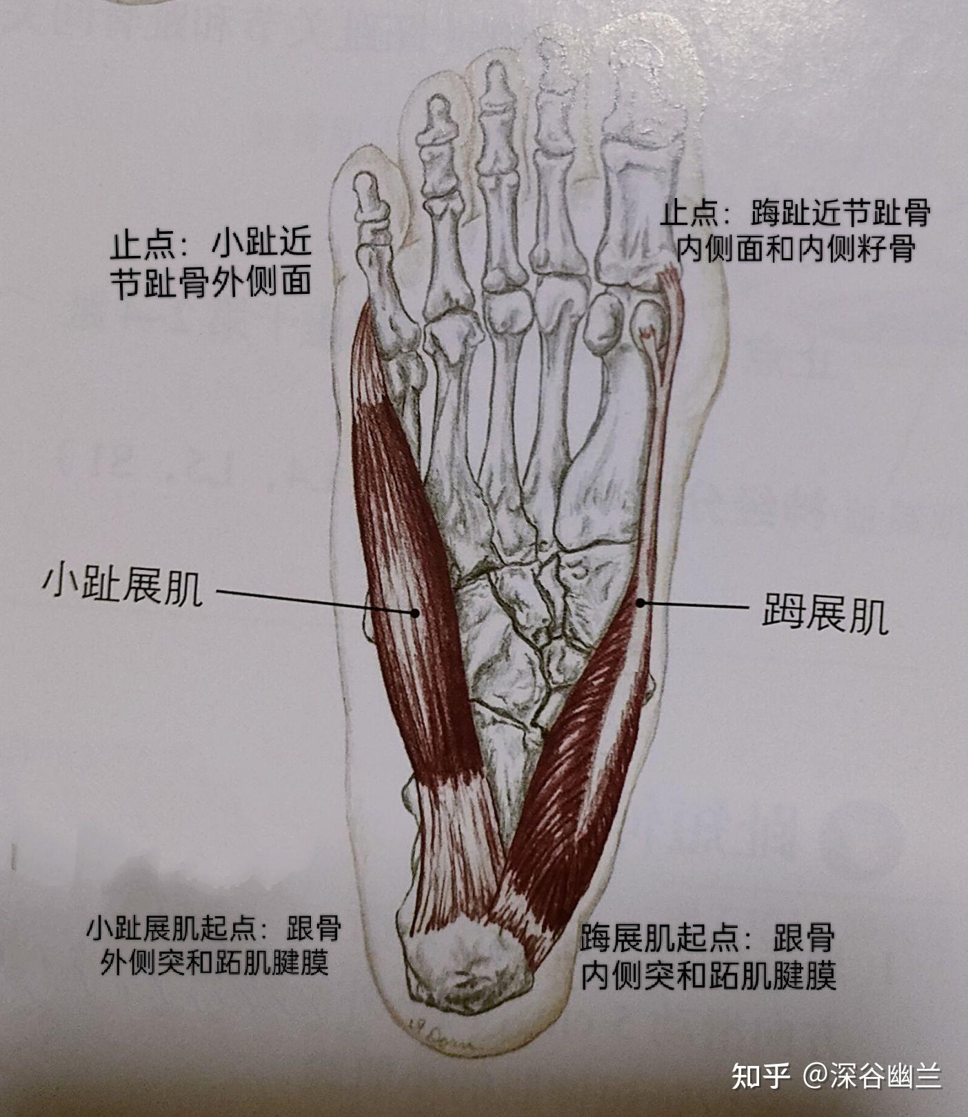 足弓肌肉解剖图图片