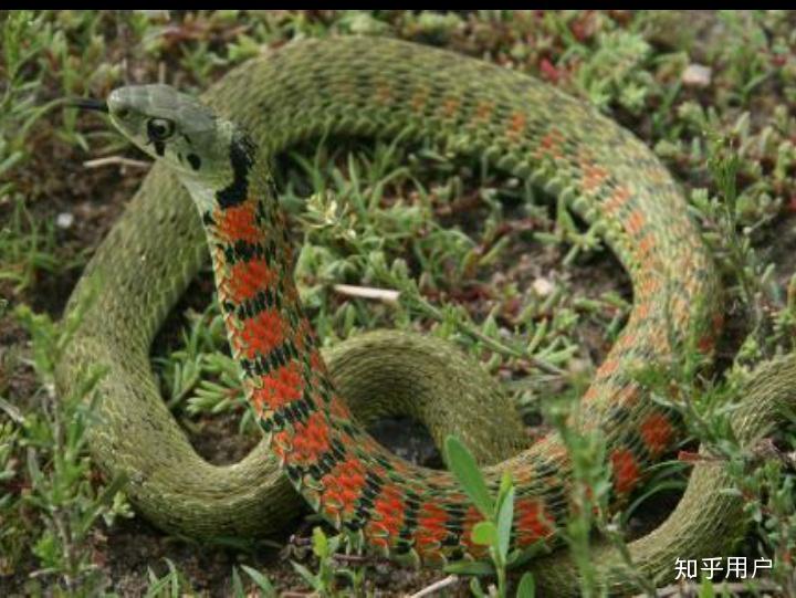 长江中下游地区有哪些种类身体细长颜色是墨绿色的蛇