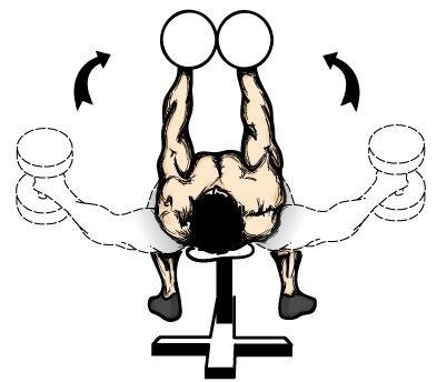 仰卧飞鸟仰卧哑铃飞鸟图解教程