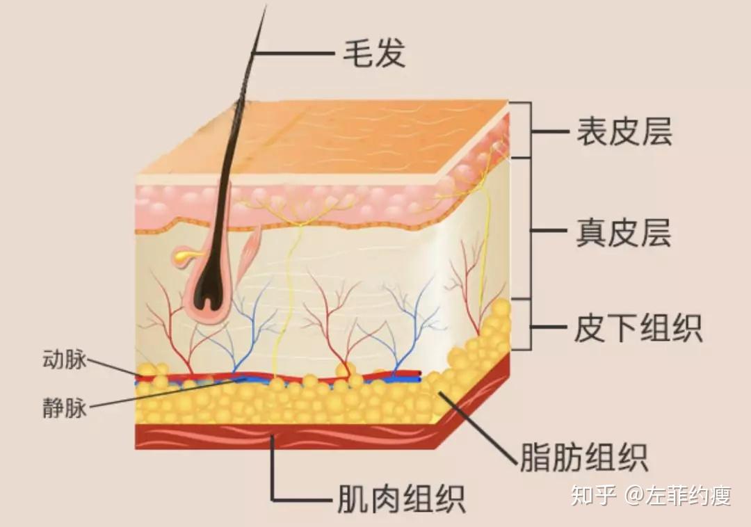 皮肤属于什么组织 zhuanlan.zhihu.com