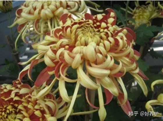 19种菊花的品种 涨知识了 知乎