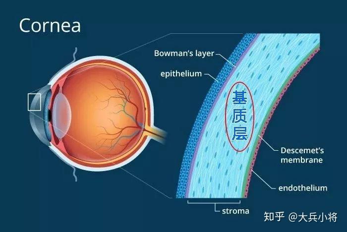 虹膜和睫状体解剖图图片