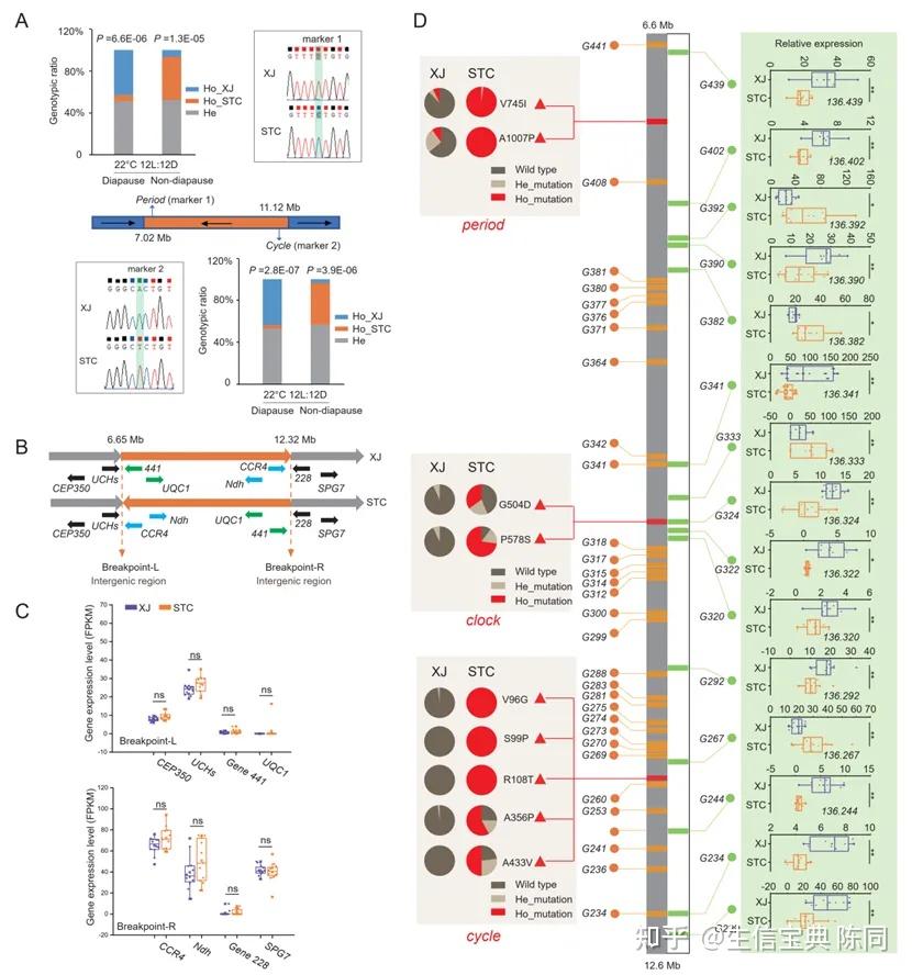 Cell Reports-萧玉涛团队研究揭示超基因控制昆虫滞育发生的机制 - 知乎