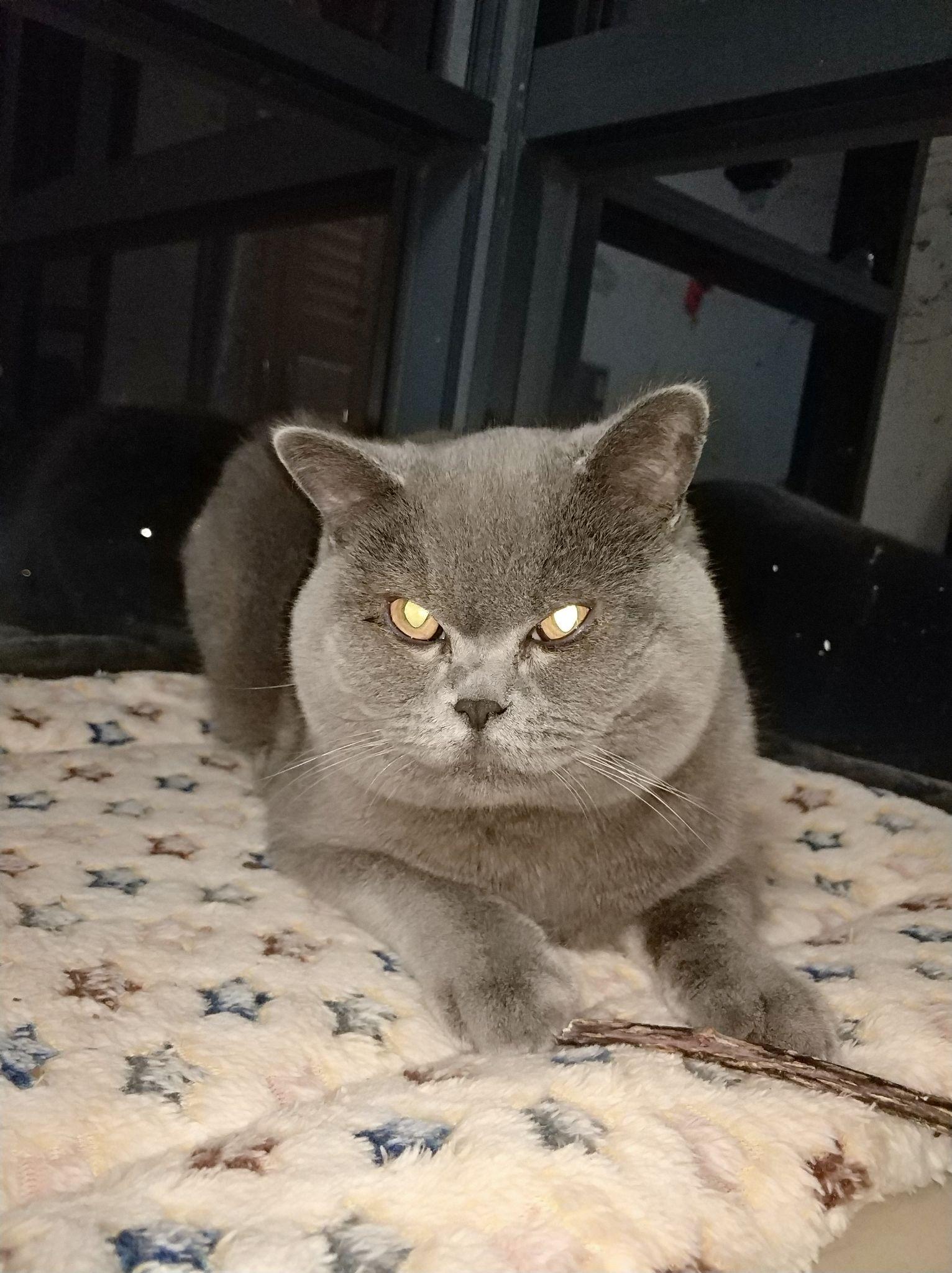 请问这是英短蓝猫吗为什么十个月了脸还不胖母猫