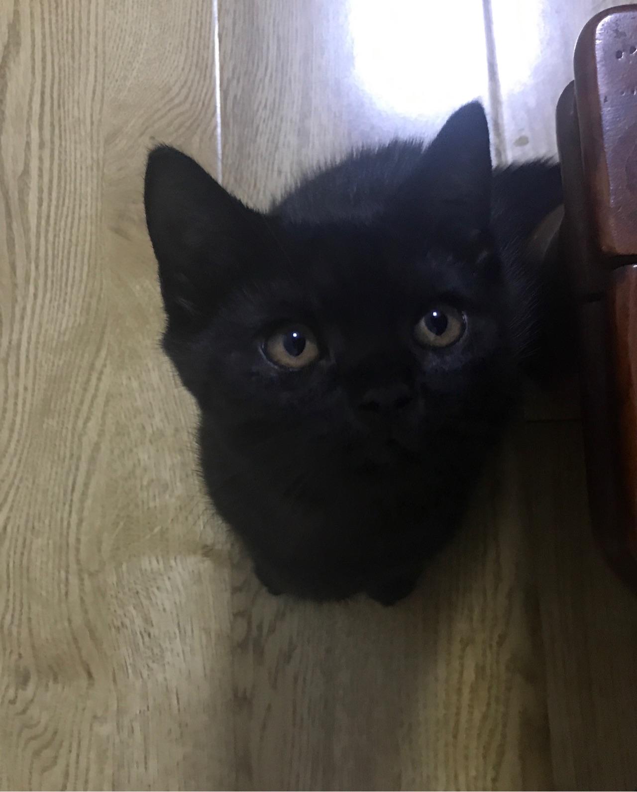 四个月英短黑猫越看越丑怎么办?