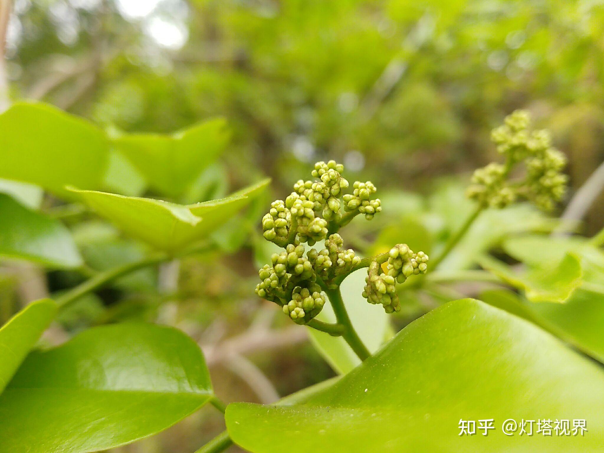 黄花梨树开花引来一只黑蜂