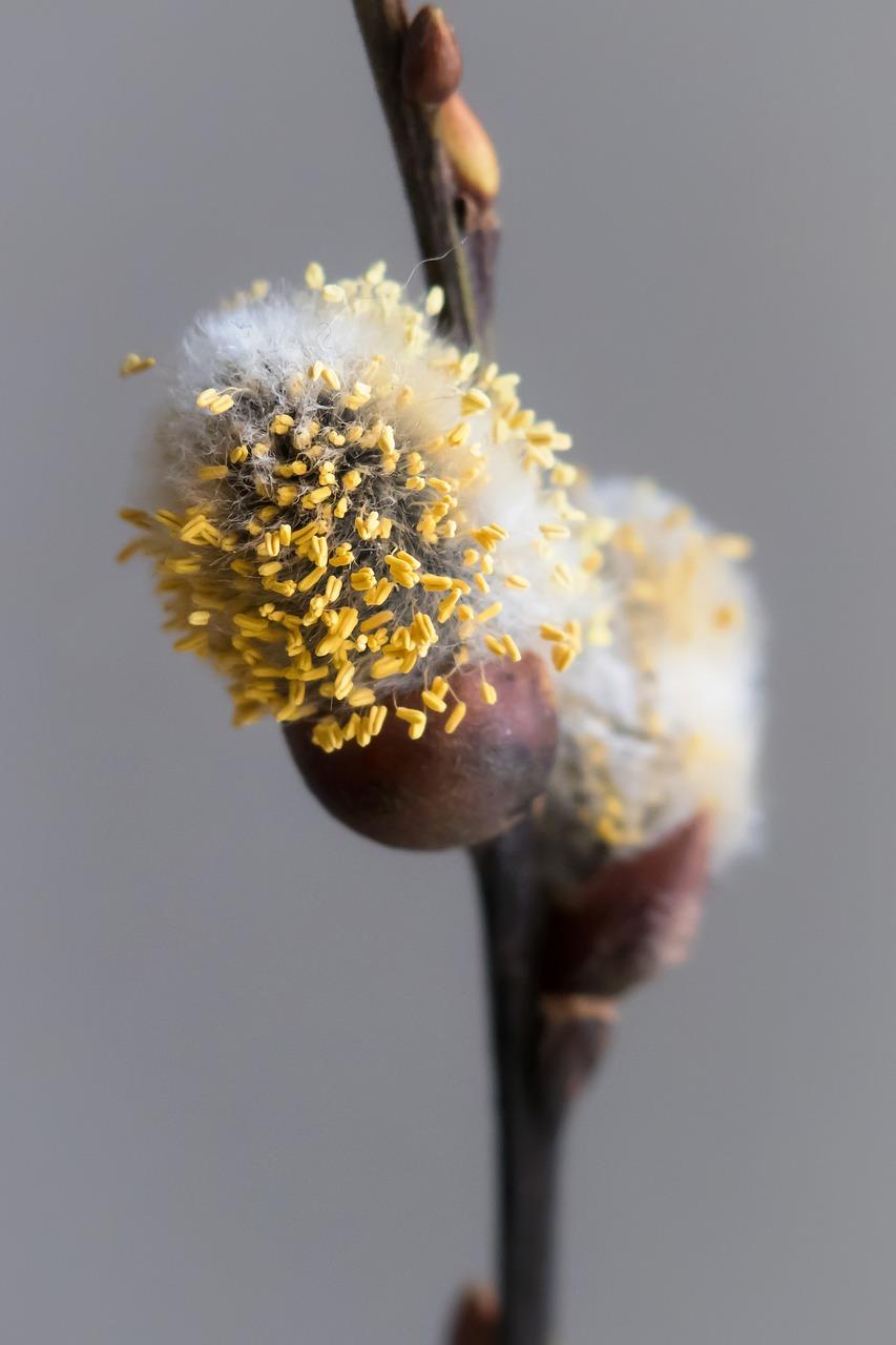 怎么清理纱窗上的柳絮