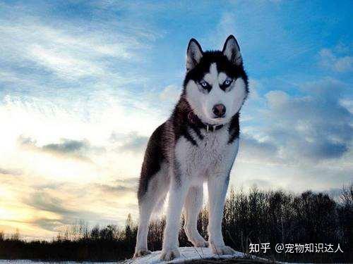 狗界排行榜之最帅的狗,网友:这颜值要逆天 - 知乎
