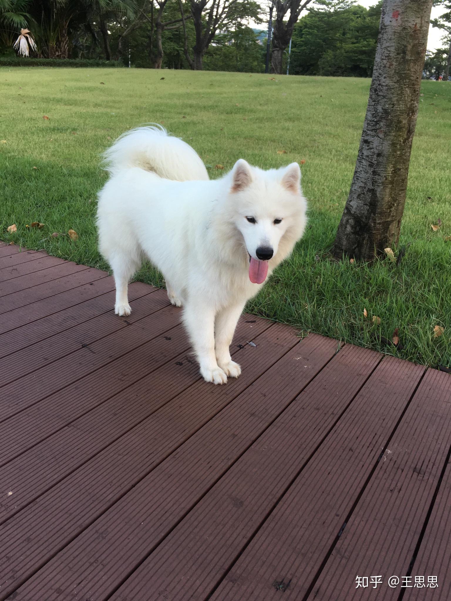 如何养一只萨摩耶