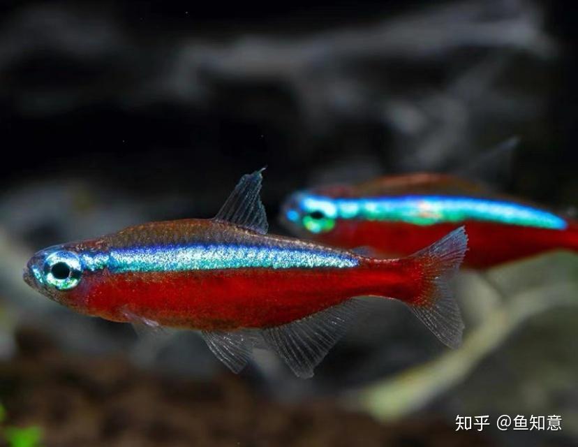 红绿灯鱼你了解多少？ 知乎 