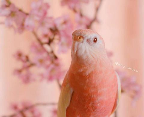 可以让我康康你们的鹦鹉吗? www.zhihu.com