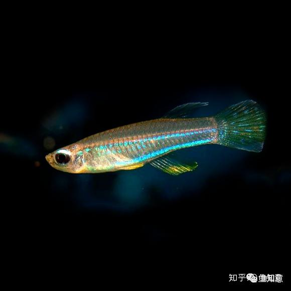 二线蓝眼灯鱼