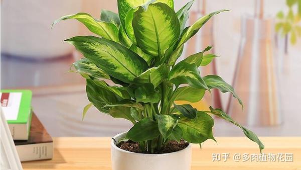 家里光照不足 首先养护这个绿植 知乎