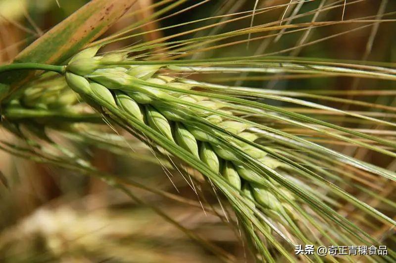 青稞是这样走上青藏高原的 - 知乎