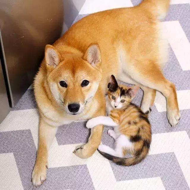 甜到齁柴柴和猫咪的宠溺日常