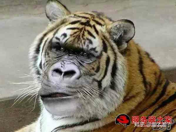 世界上有猫头鹰那世界上有没有狗头鹰