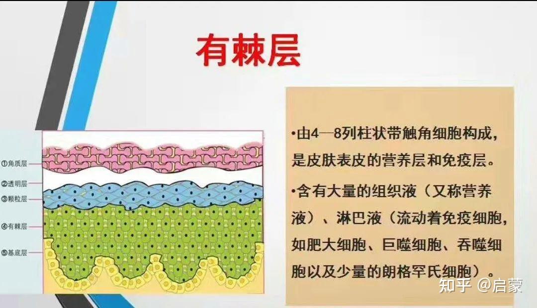 皮肤生理知识解析|表皮结构篇-你不知道的透明、颗粒与有棘层二三事 - 知乎