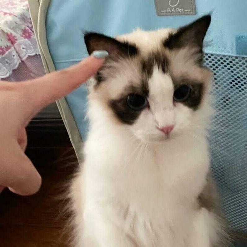 CatO2