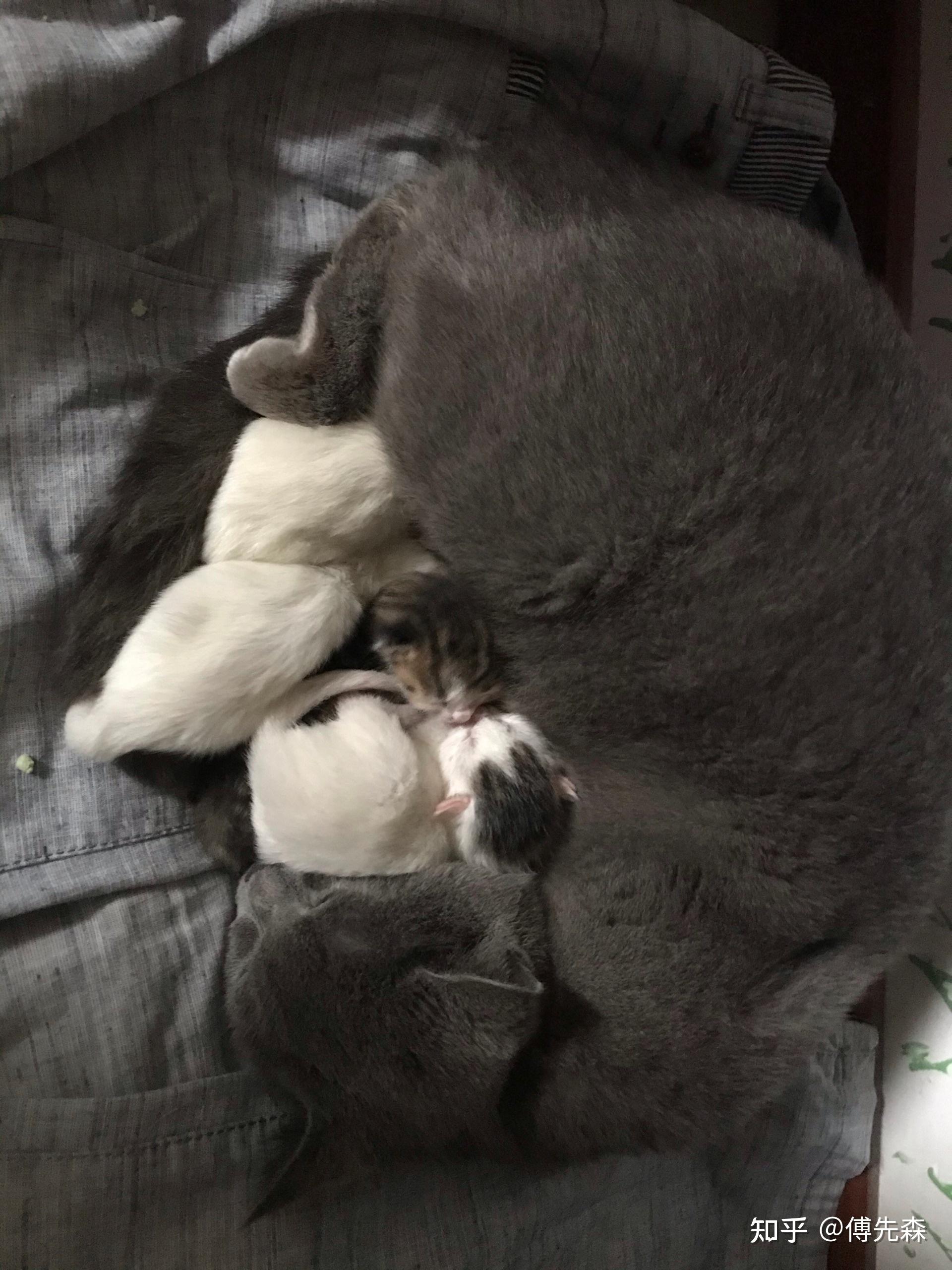 有人养了白猫77英短蓝猫串出来的猫咪吗想知道小猫咪长大后大概会