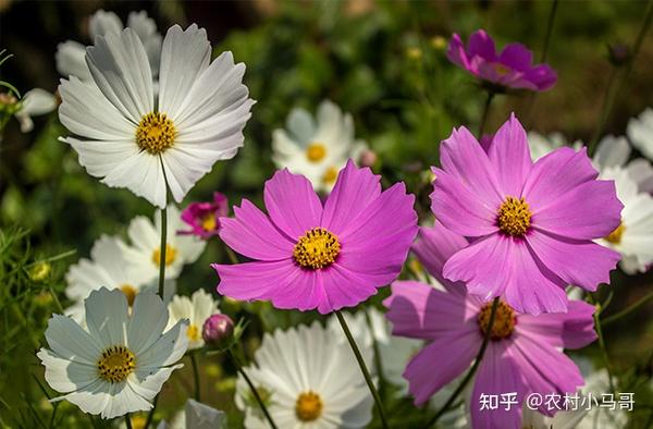 花卉种类:常见花卉种类的完整收集 - 知乎