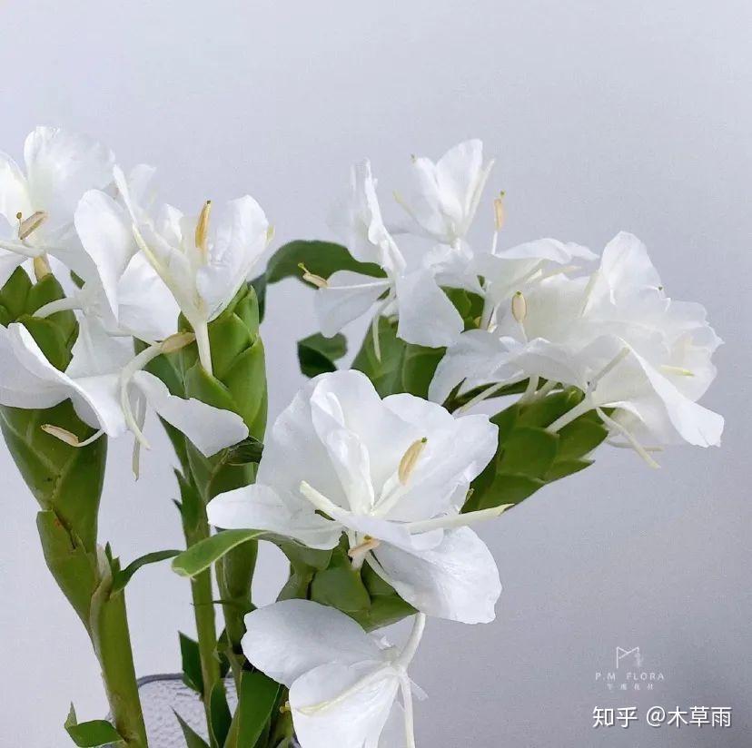 姜花，是不是生姜开的花？ - 知乎