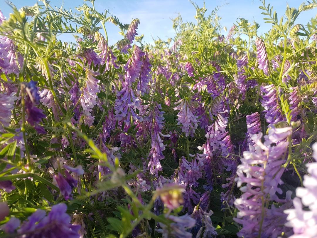 光叶紫花苕 - 知乎