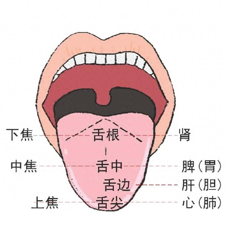 动 动 舌 头 健 五 脏 - 知乎