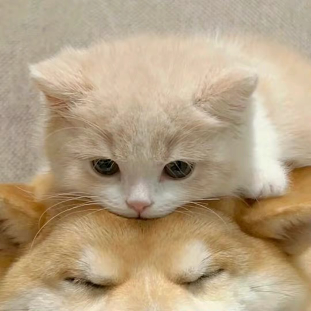 情头|超可爱的猫狗情头, - 知乎
