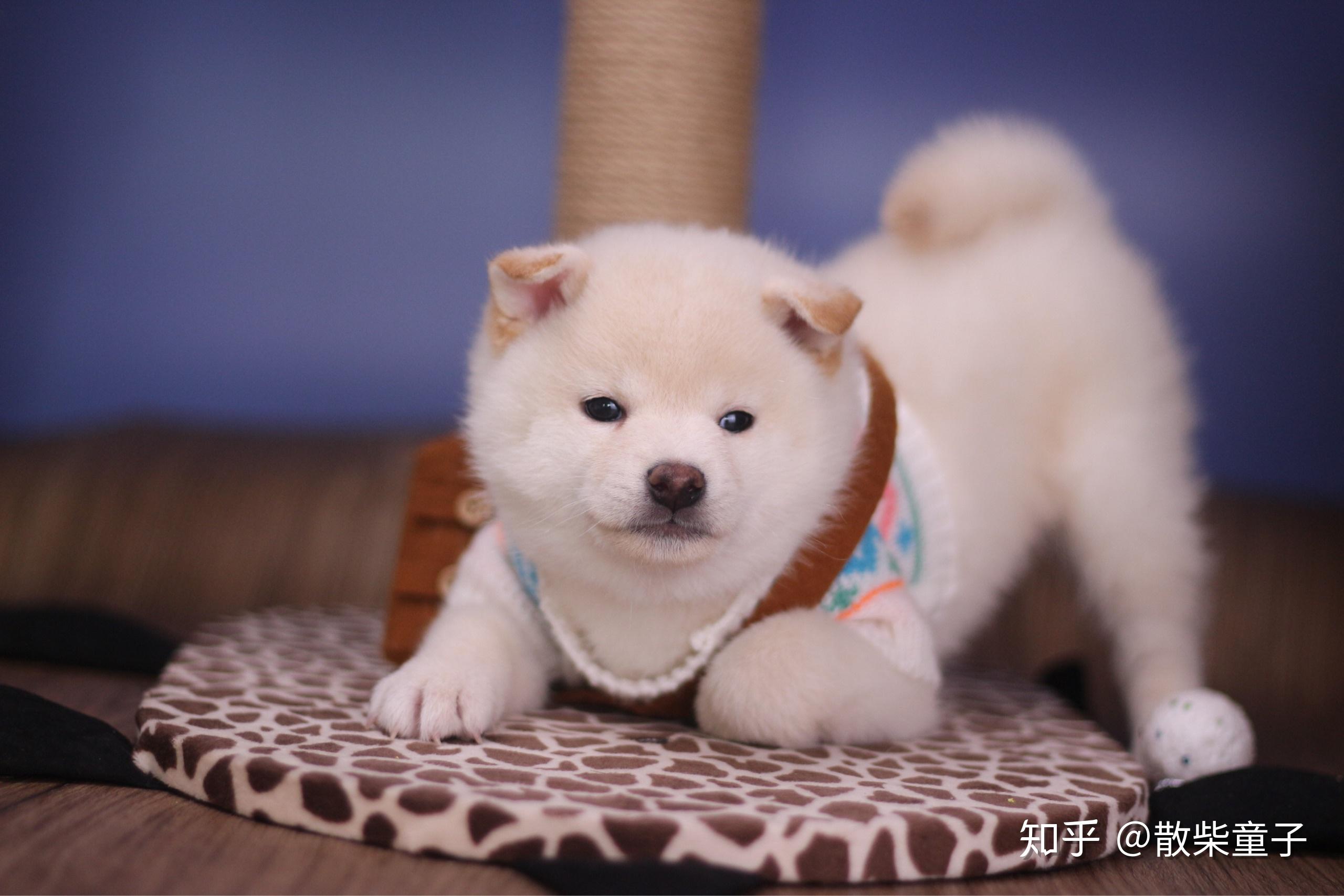 白色柴犬是多少钱