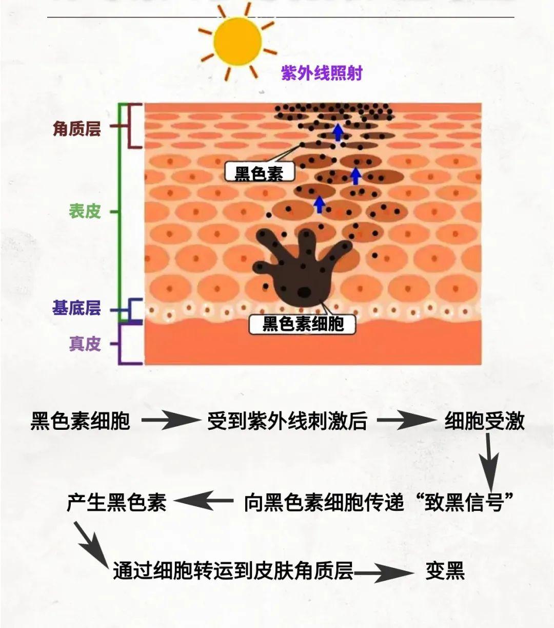 夏季晒黑后,抓住秋季美白修护黄金期 | 文章中心 | 雅莎ZQ-II官网 雅莎股份872767 - Powered by DouPHP