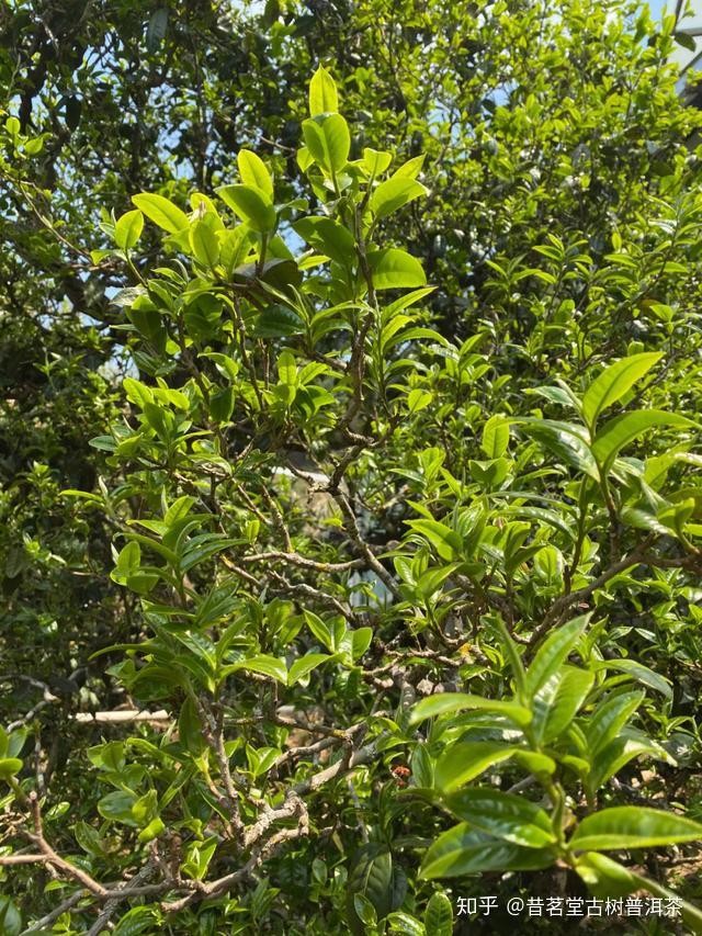 百年布朗·古树头春