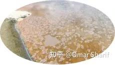 “盐中钻石”盖朗德盐之花 The Diamond of Salt ~ Fleur de Sel de Guérande(之三) - 知乎