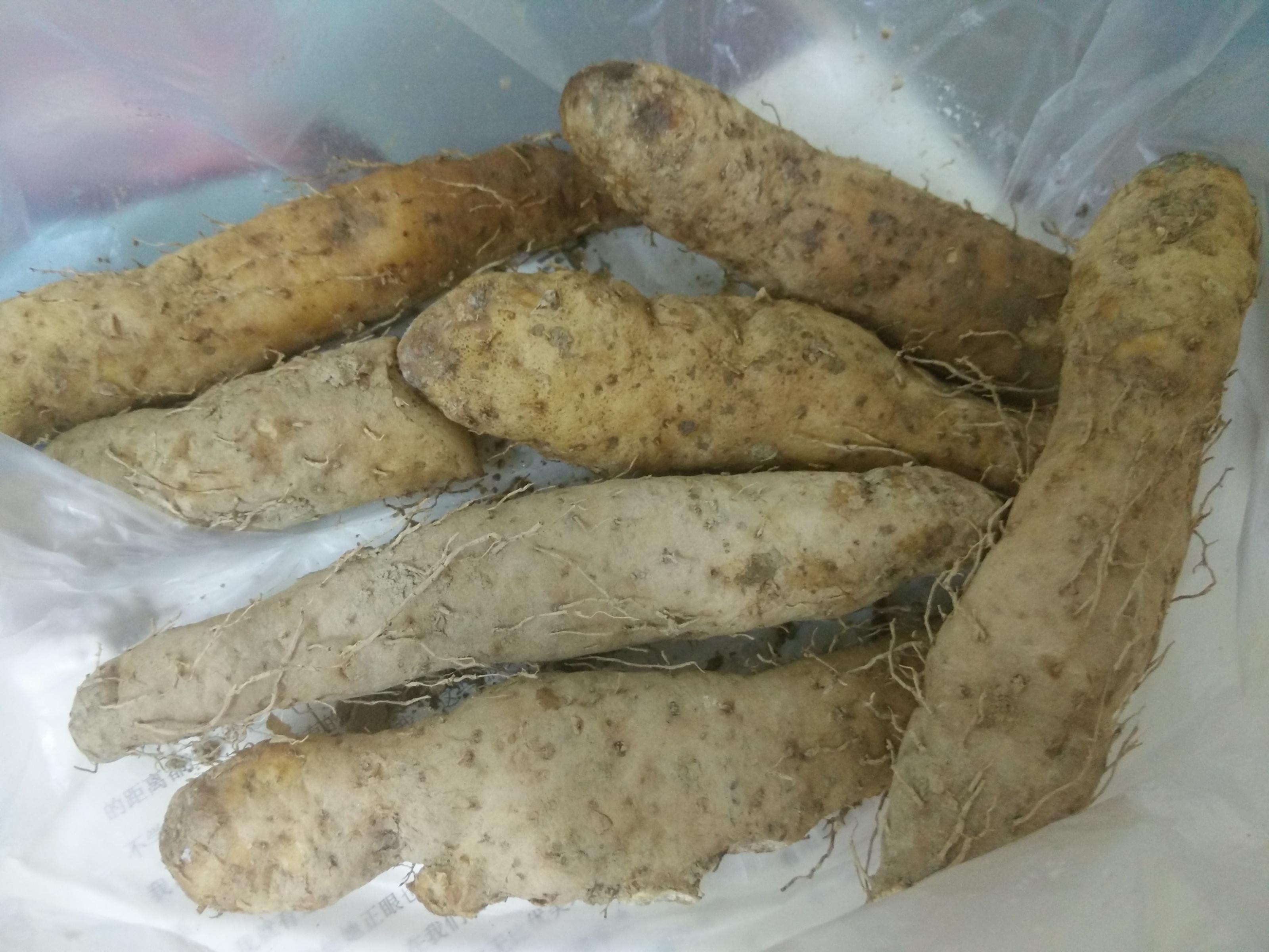 姜薯皮薄光滑,薯大肉白,粉泥沾连,品上质优.