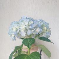 植库‖朱缨花:南美来的“红绒球”,俘获众多花友心 - 知乎