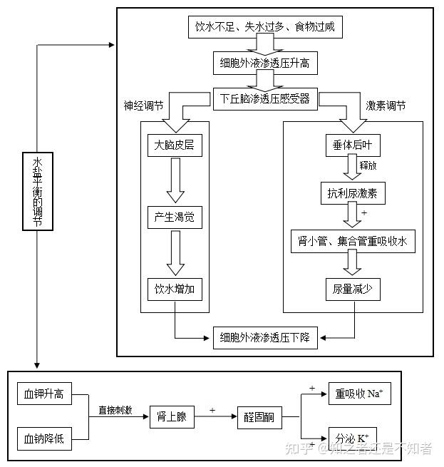 高中生物中的水盐平衡调节属不属于分级调节