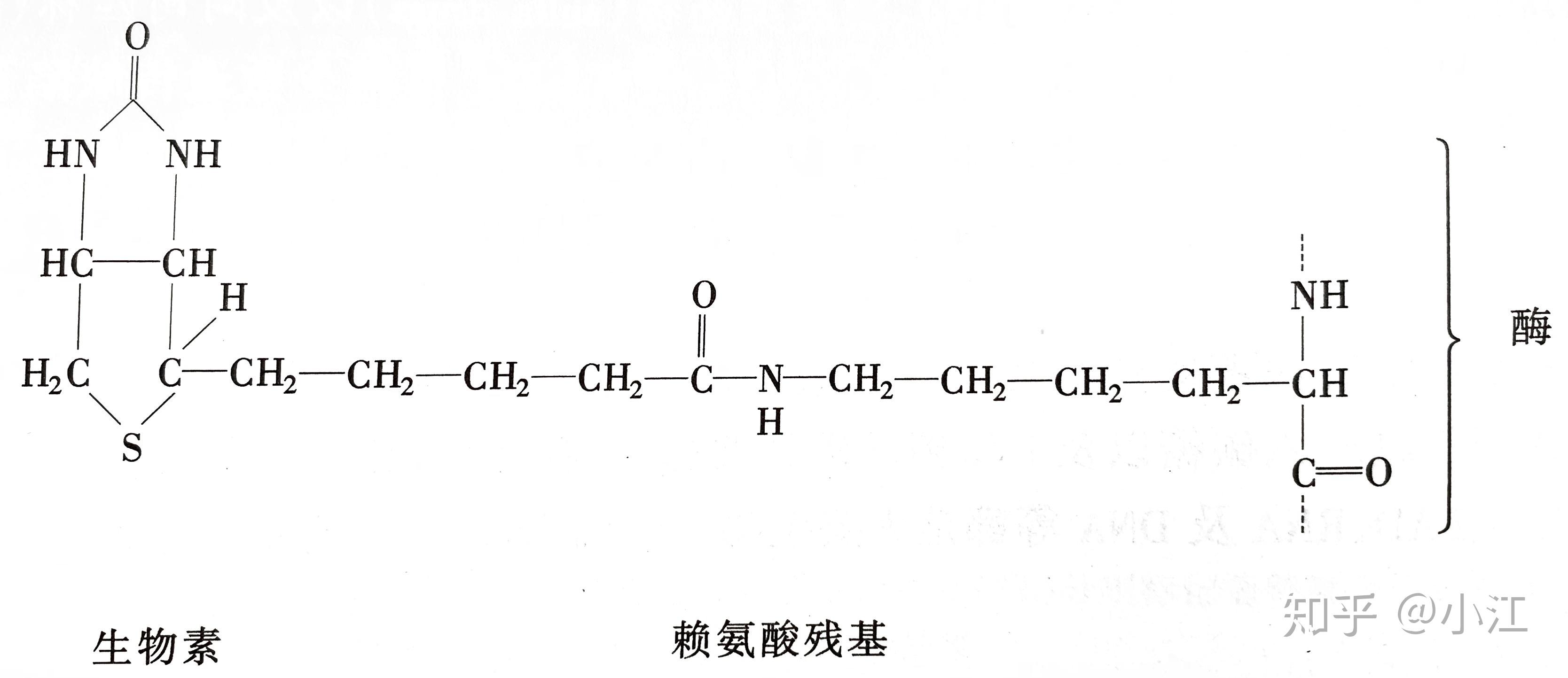 想问一下在糖异生中,丙酮酸羧化成草酰乙酸的详细步骤是什么? - 知乎