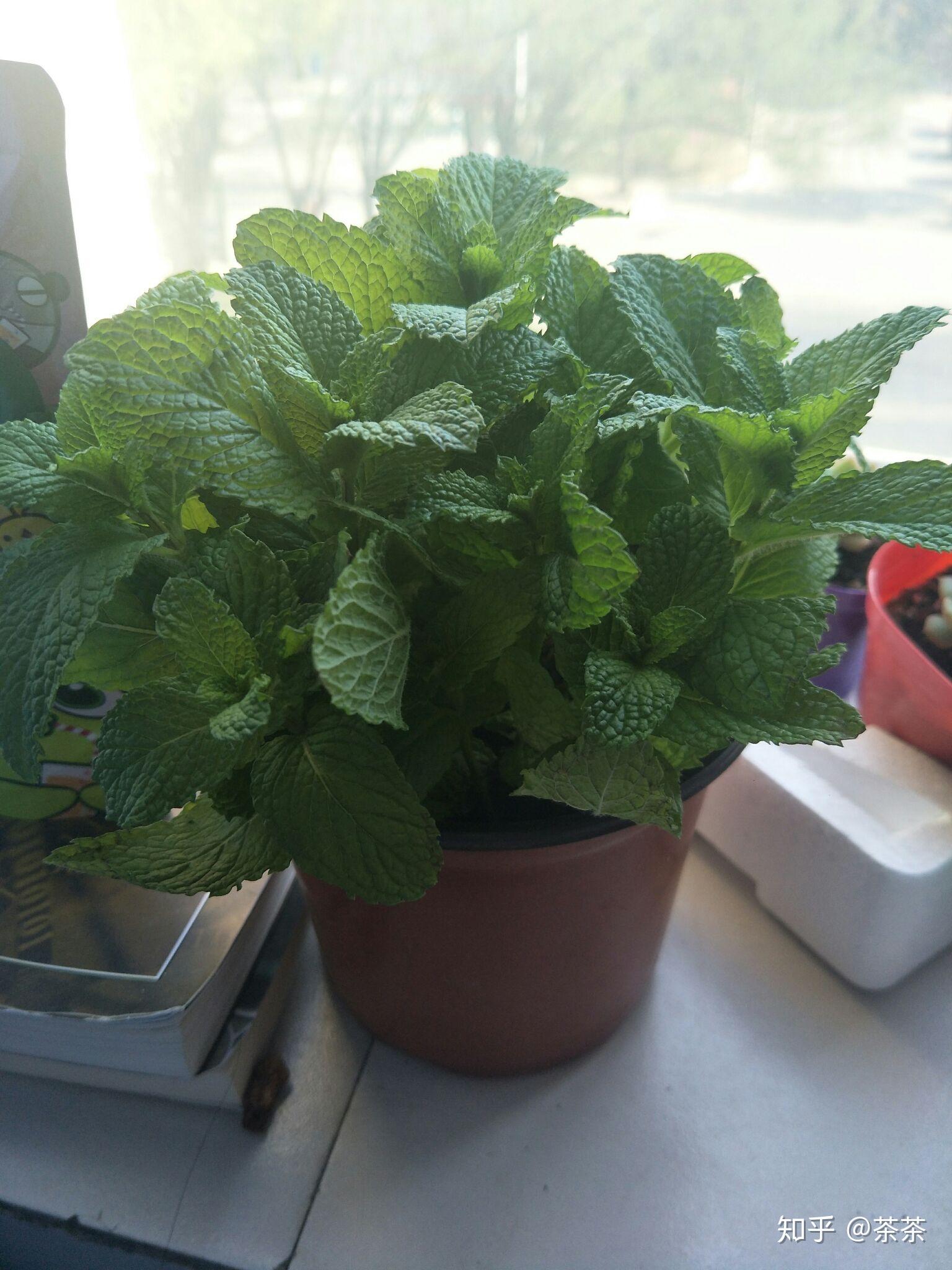 请问这是属于薄荷的哪个种类,能食用吗?