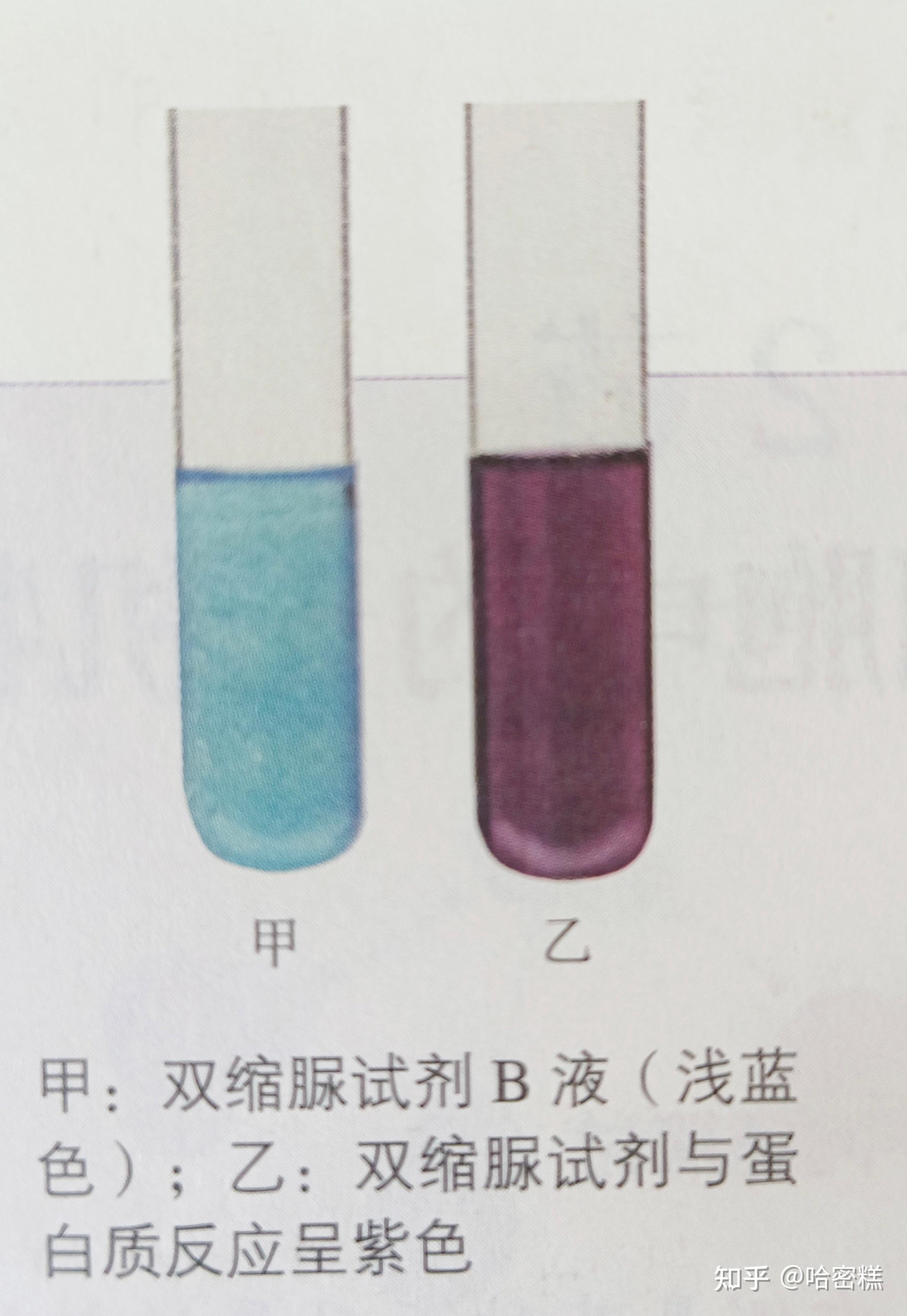 双缩脲反应方程式图片