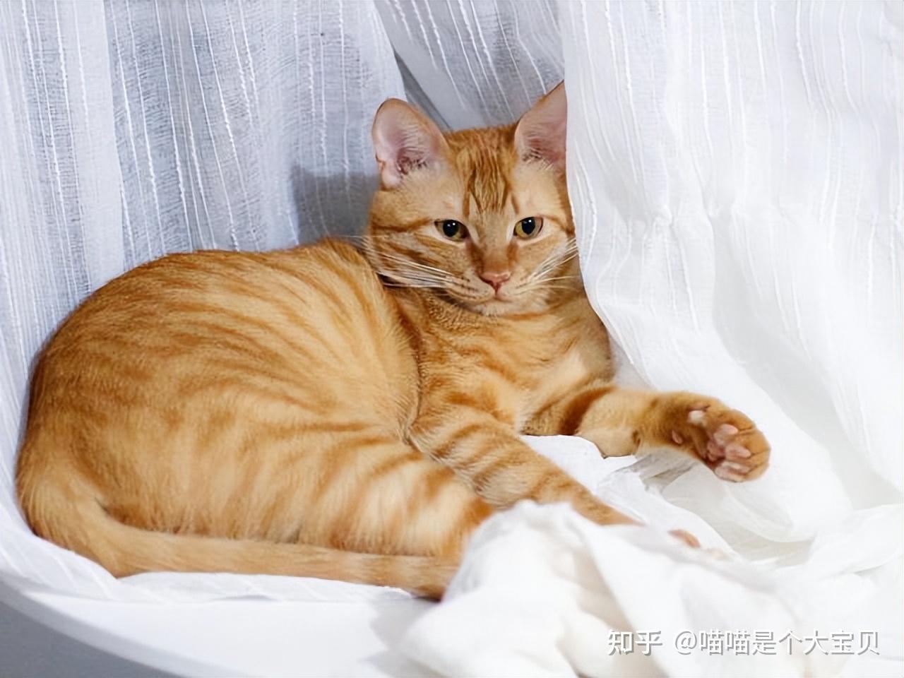 如何辨别“美短猫”和“狸花猫”，看这7点，准没错！ - 知乎