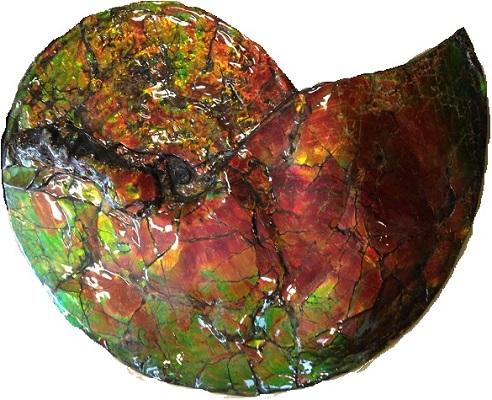 加拿大斑彩螺的收藏价值