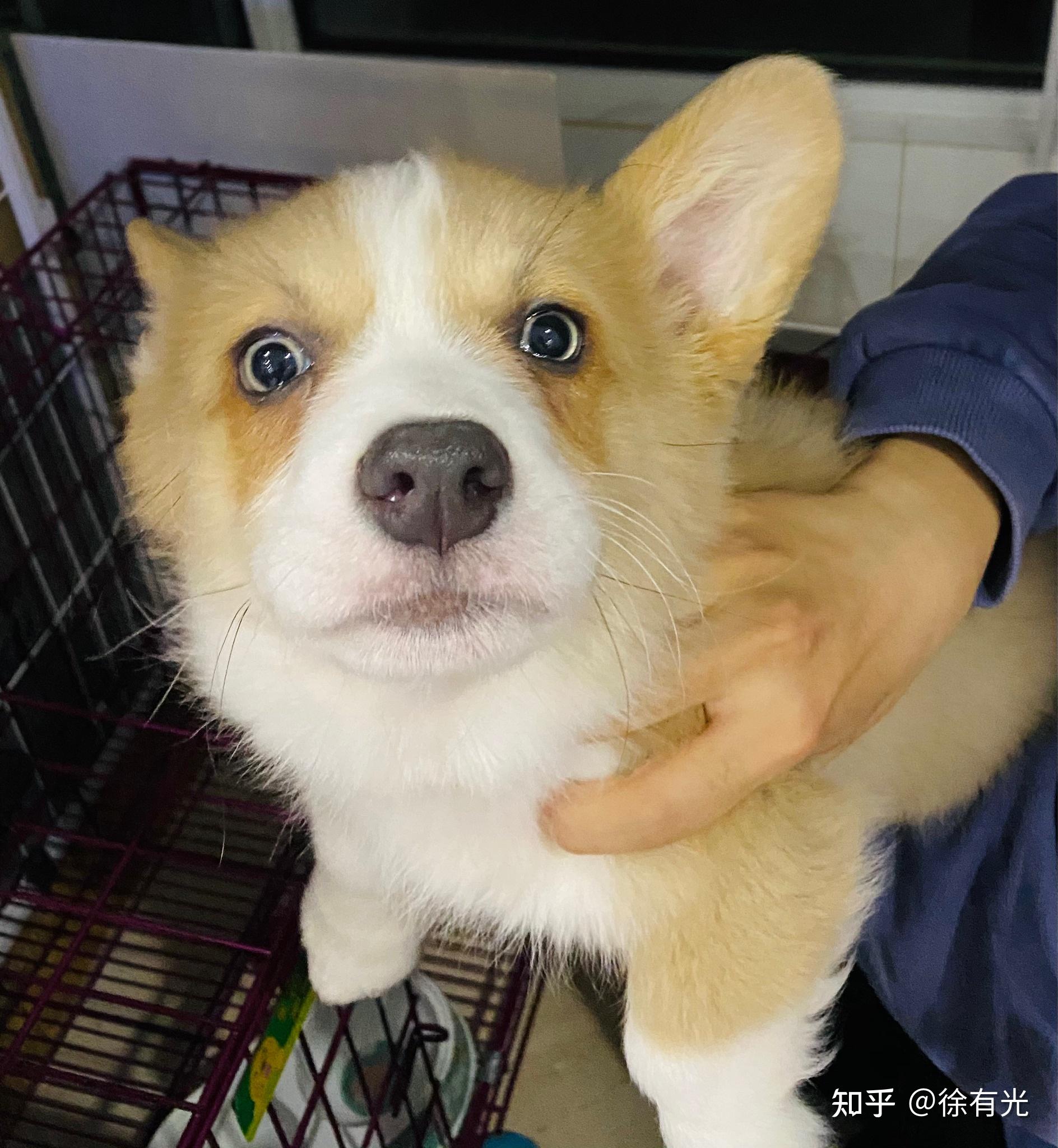 大家如果去看待蓝眼失格的柯基