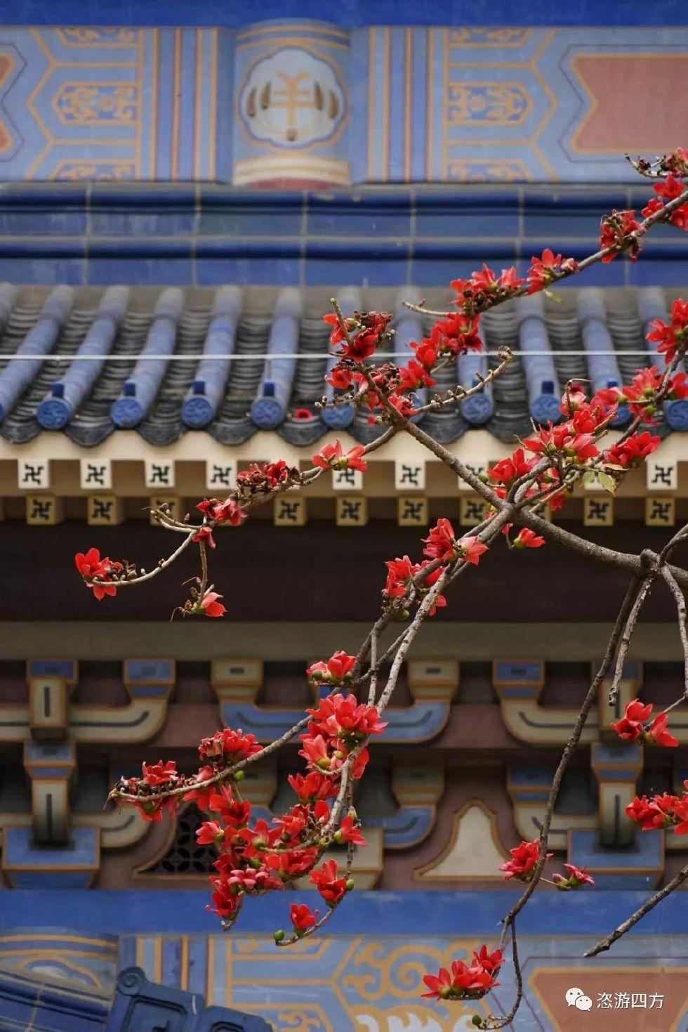 广州花城之春木棉花盛开的天空你见过哪些美景呢