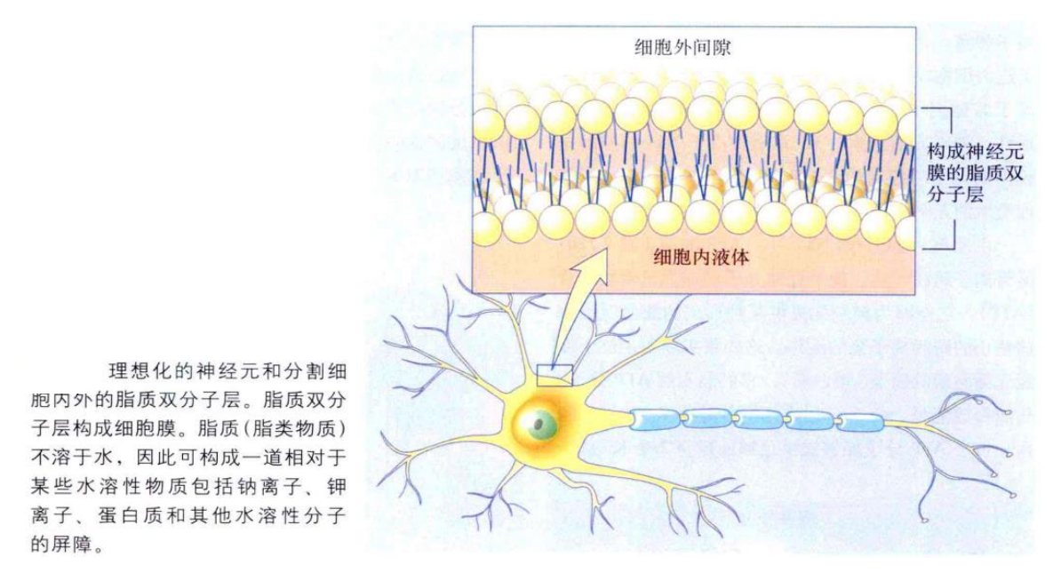 神经系统的细胞机制 - 知乎