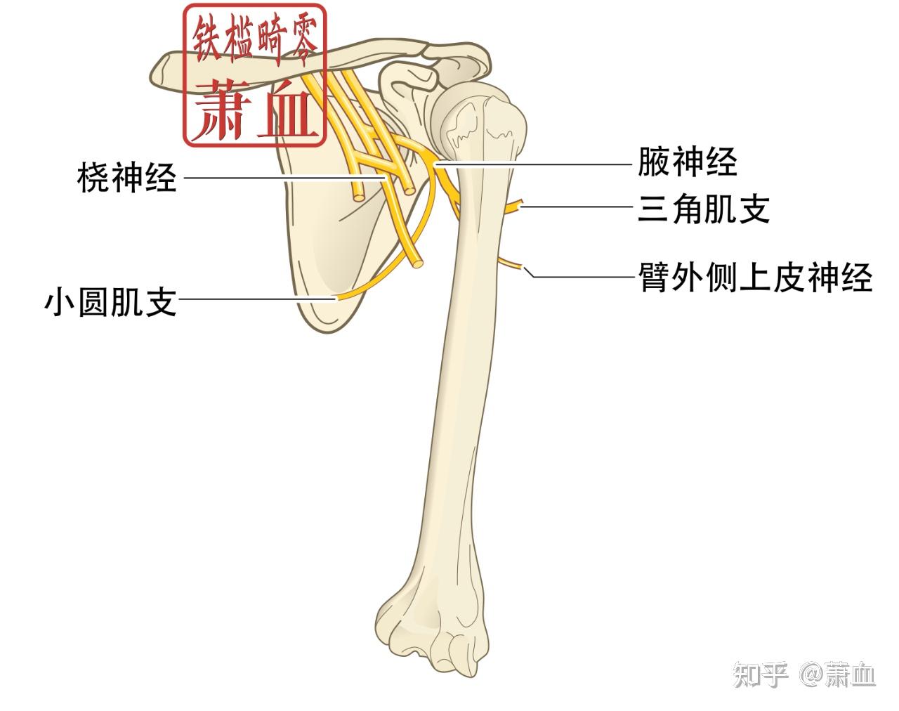 周围神经|腋神经 - 知乎