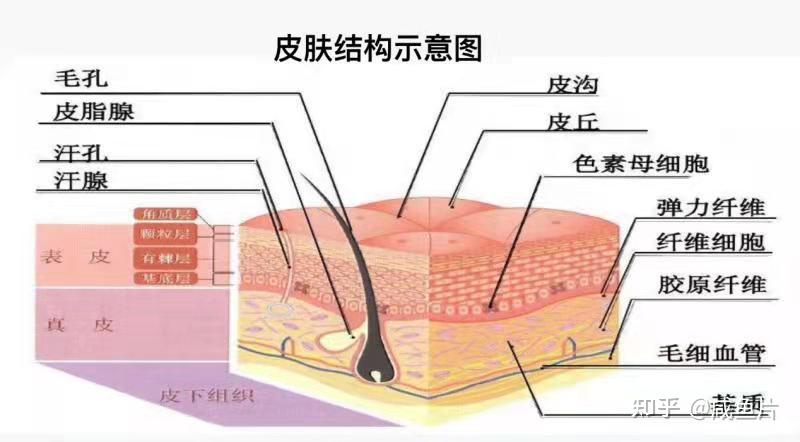 皮肤结缔组织结构图图片