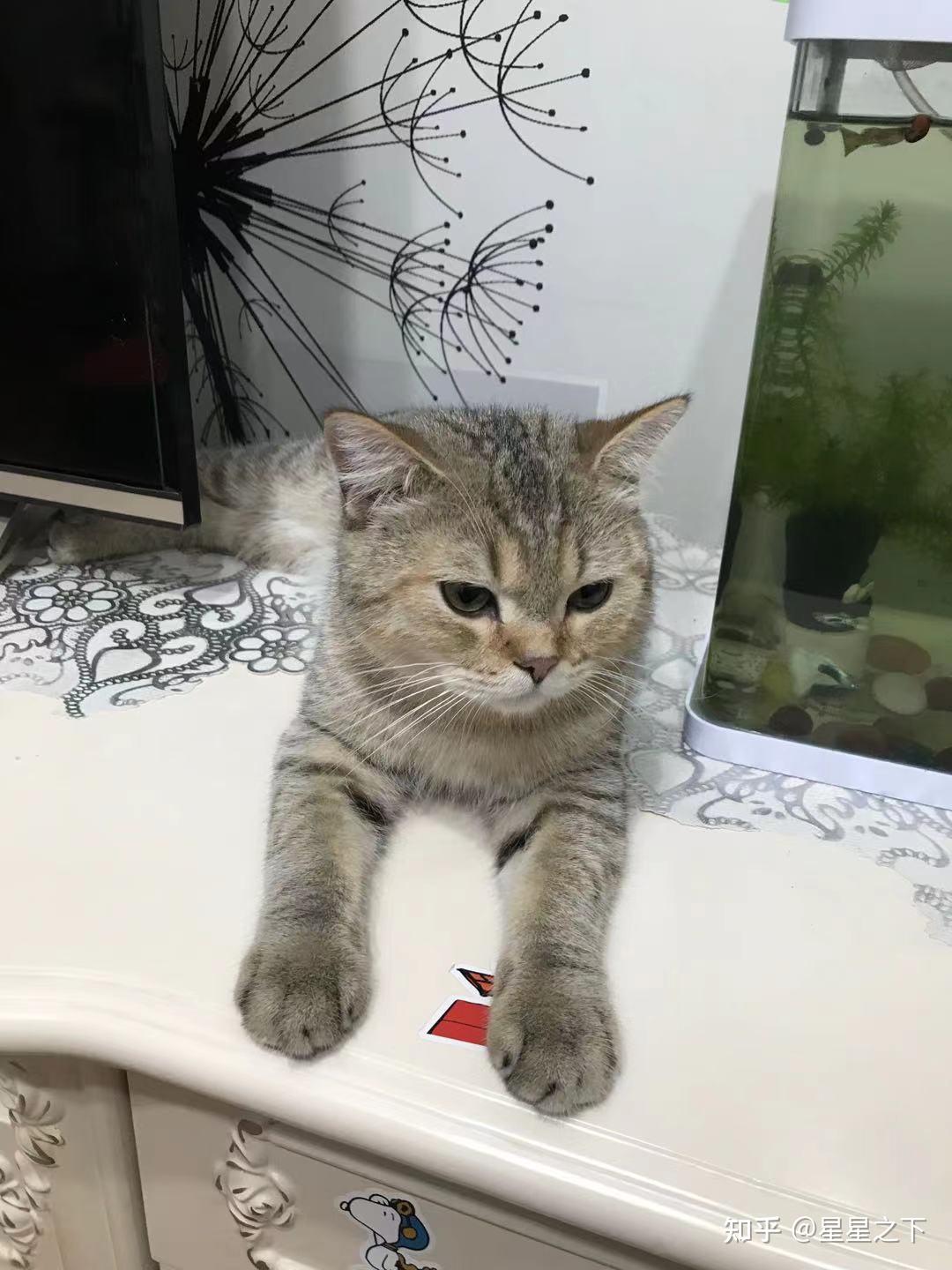 这只猫是金渐层吗