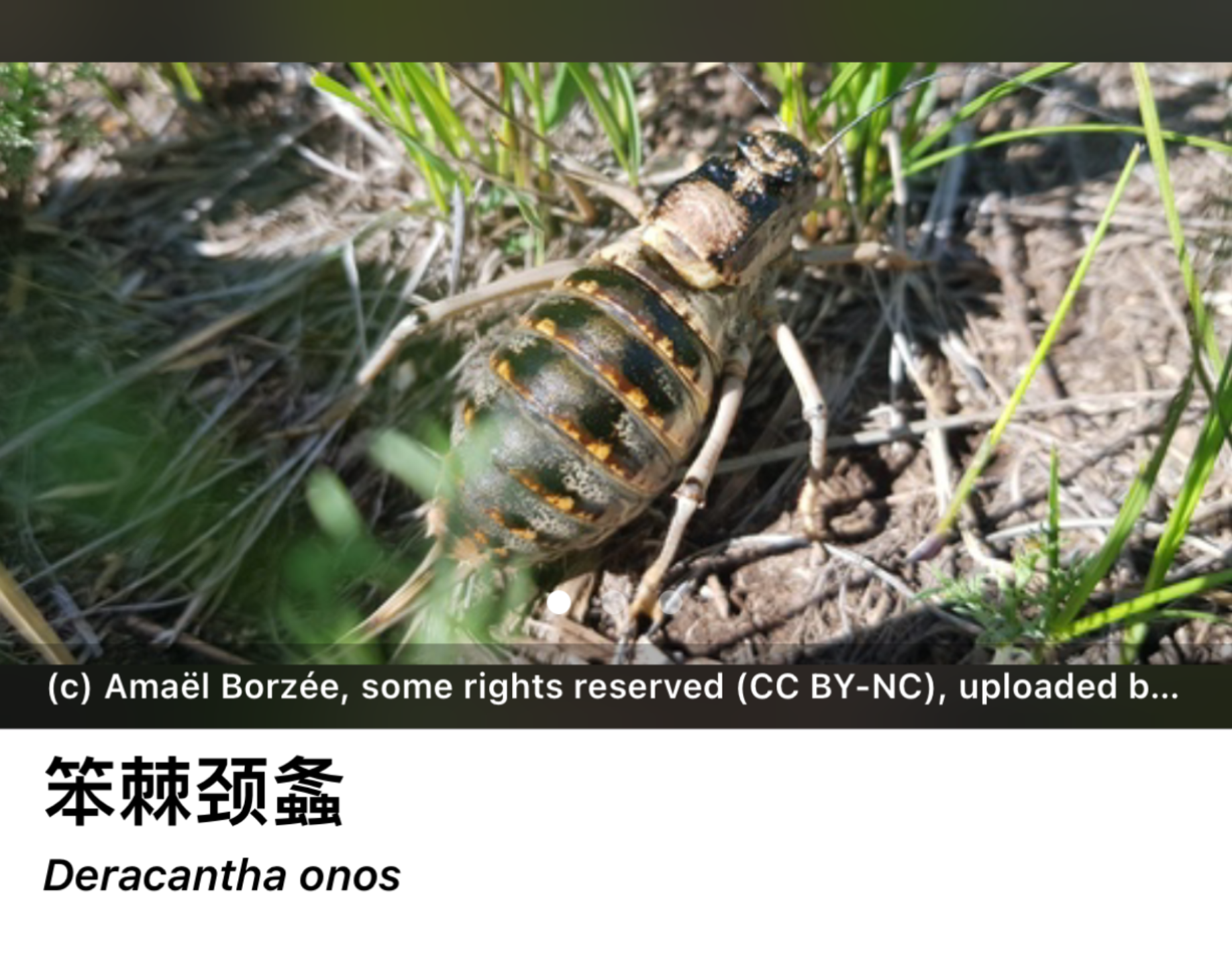 这是什么虫子啊?网上搜不到