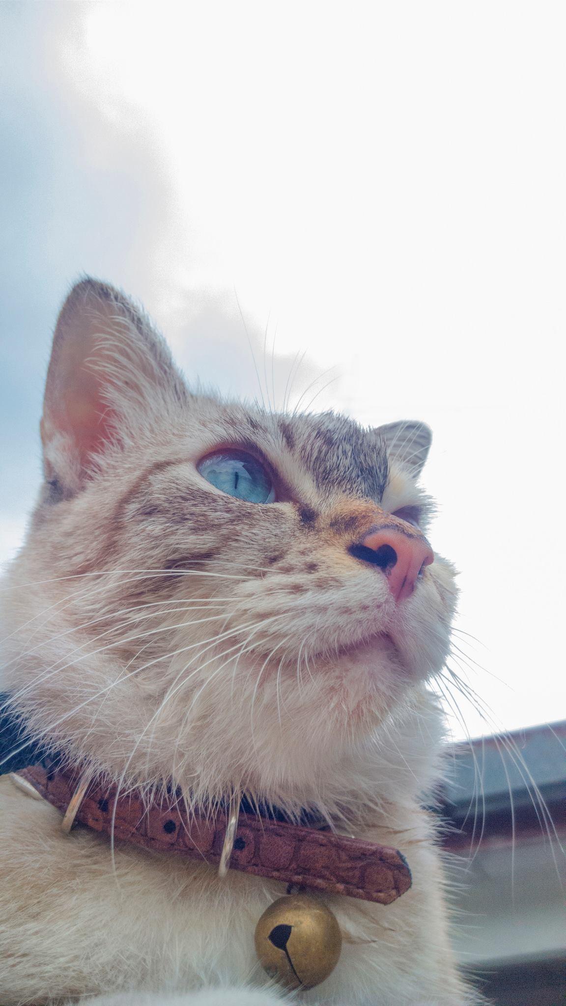 品种最好的暹罗猫是什么 v2-00ff175f54f99c5286c78984ec99df70_r.jpg